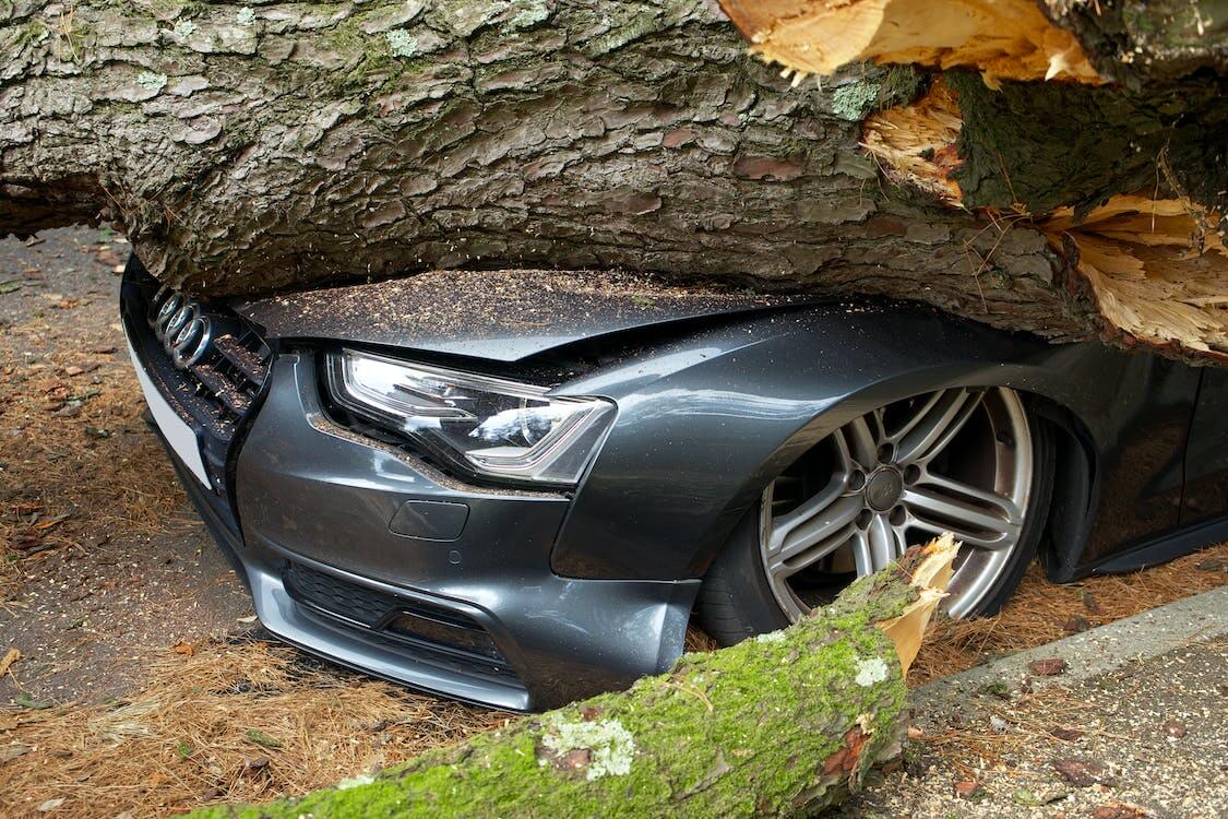 car crushed by fallen tree